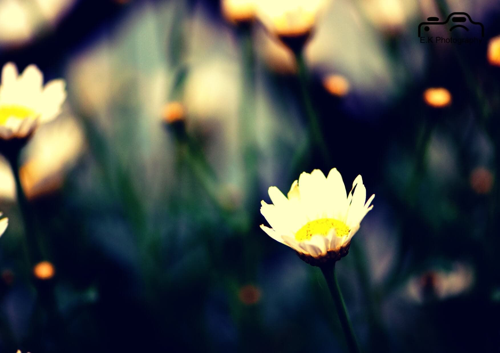 Portrait d&rsquo;Emilie