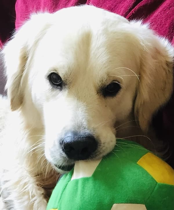 Chienne de psychiatrie mais chien de rétablissement [Virginie Oberholzer]